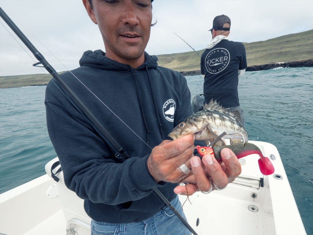 The youthful calico bass has an appetite for destruction. 