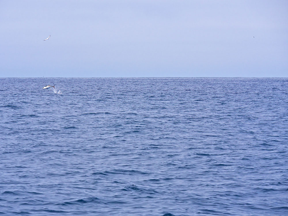 No doubt, the lead scout guides the school toward the bio mass of anchovy that permits the fleet to encounter the incredible fishing that is occurring right now!  Our friend, the Tern bird gives us direction as to what we shall do next - catch.