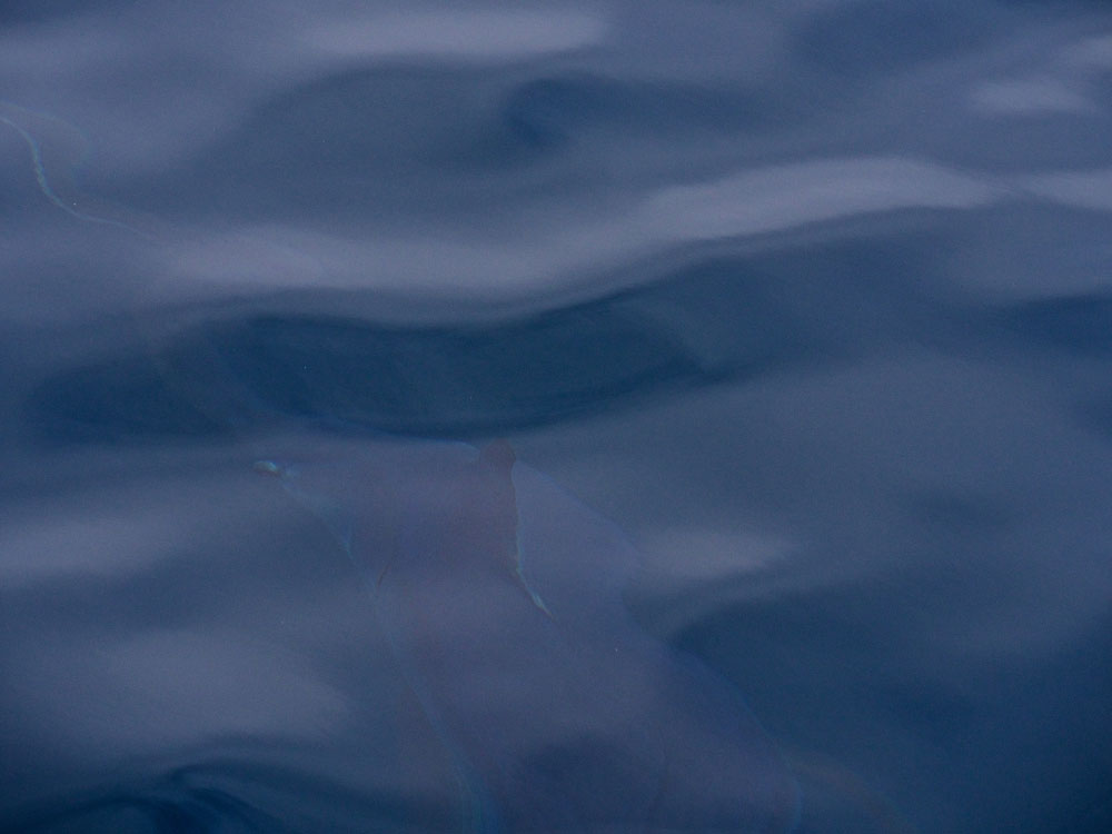 No polarizer, no need...it's a big swordfish under the boat no matter how you see it.